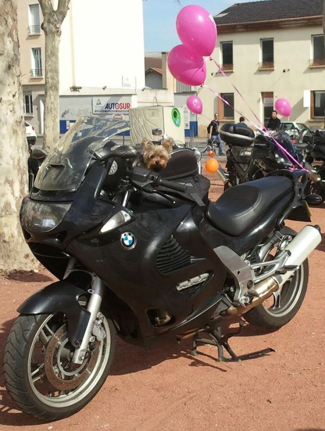 Gribouille moto.jpg